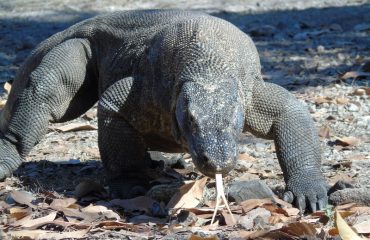 Komodo Dragon Stalking