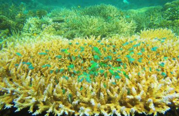 Snorkeling