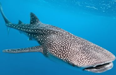 Whale Shark