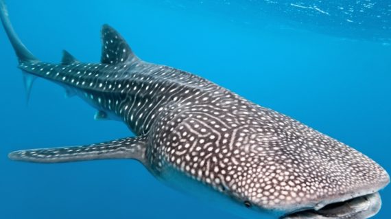 Whale Shark