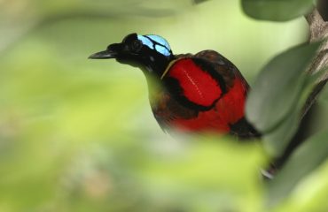 Wilson's Bird of Paradise