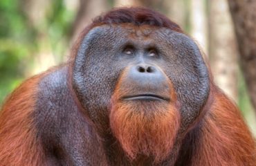 big male orangutan