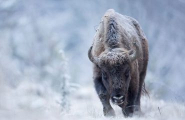 bison calf ©Michel D_Oultremont