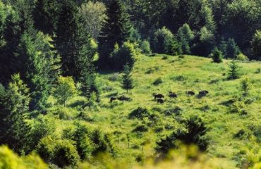 bison © Fenes-Bogdan