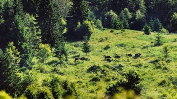 bison © Fenes-Bogdan