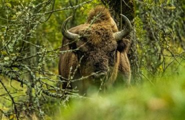 bison © Vitalie Brega