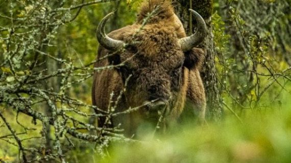 bison © Vitalie Brega