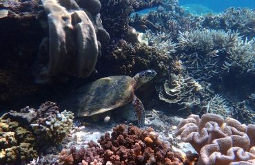 hawkbill seaturtle  ©All for Nature Travel