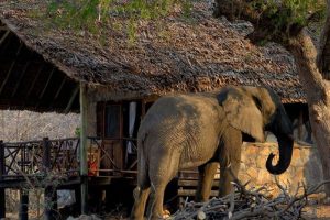 olifant bij wildlifelodge