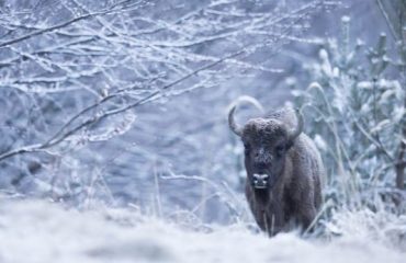 winter bison