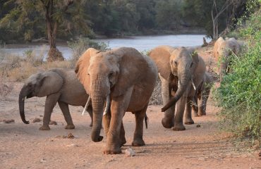 olifanten Samburu Kenia