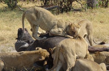 kill met leeuwen en buffel @All for Nature Travel