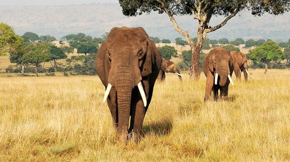 olifanten Masai Mara © All for Nature Travel