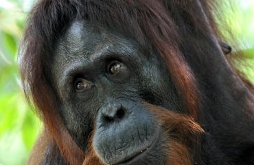 Orang-oetan met dank aanDe Smet Borneo Indonesie sept2022-09-15 10.34.05