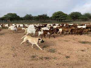 Kangal hond, natuurbescherming Namibie, CCF