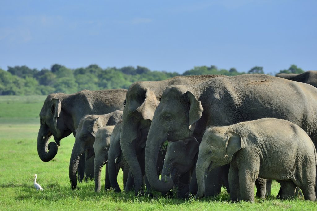 olifanten, minneriya, sri lanka