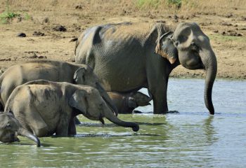 Olifanten Sri Lanka © Martin van Lokven