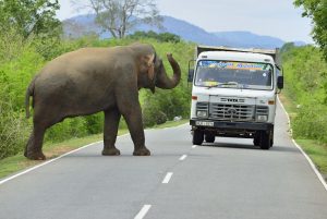 olifant, sri lanka