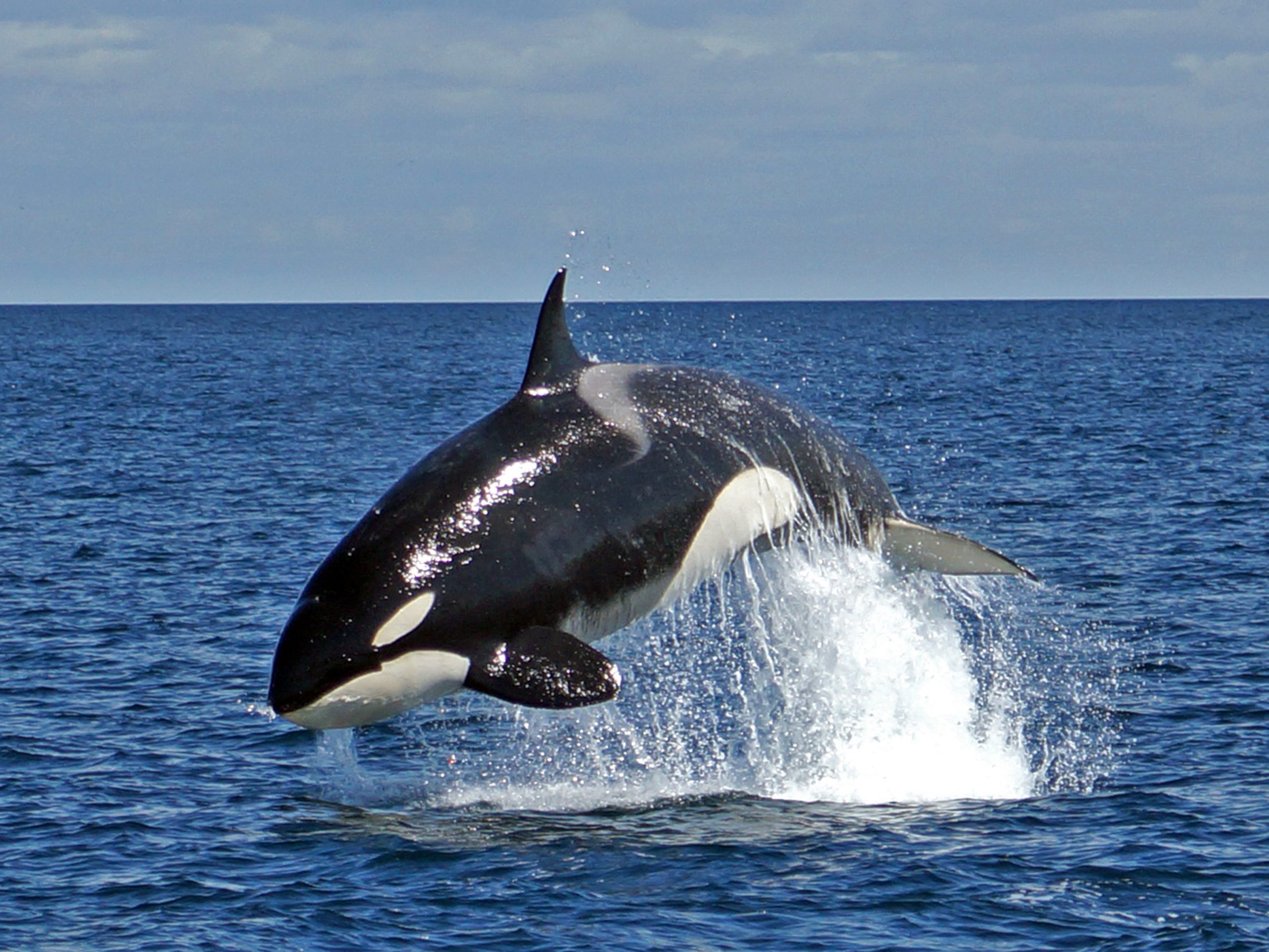 Norwegian Orca Survey All For Nature Travel