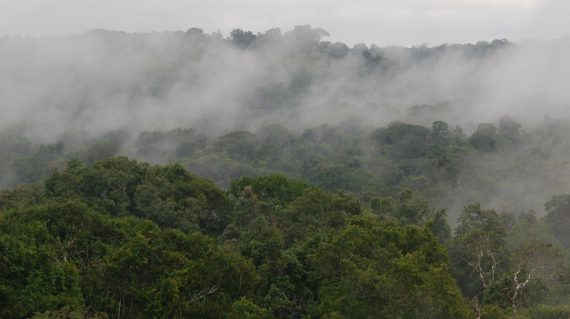 brazilië-Amazone regenwoud