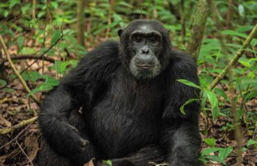 chimpansee Uganda ©Ageeth Borghardt