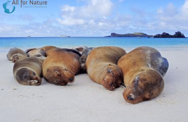 zeeleeuwen Galápagos ©Travelsoap