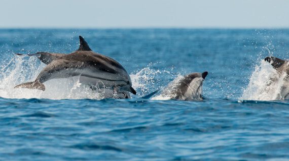 common dolphin groep ©Martin van Lokven
