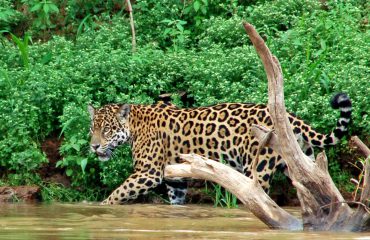 jaguar in de Pantanal © All for Nature Travel