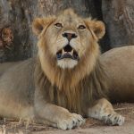leeuw, safari Afrika, Tarangire