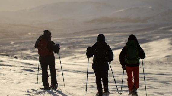 op muskusossafari op sneeuwschoenen