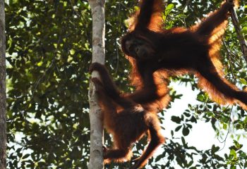 Orang-oetan Borneo ©All for Nature Travel