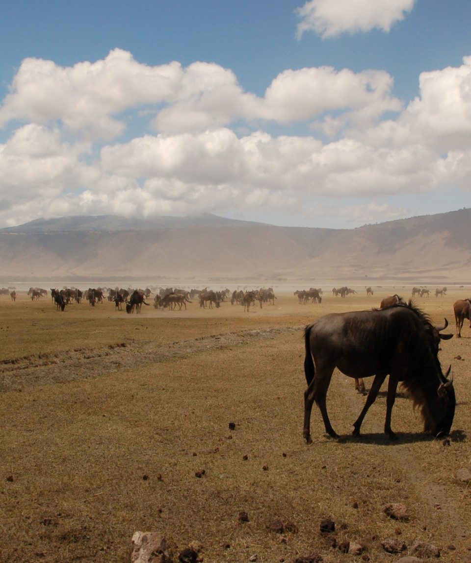 wildebeest ngorogoro