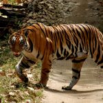 tijger, tijgerin, kanha NP, India, tijgersafari