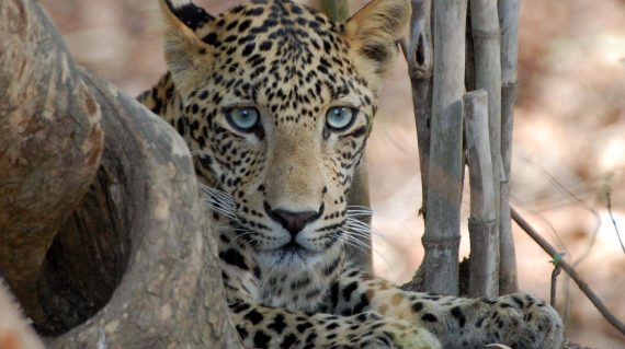 Luipaard Tadoba met dank aan Tiger Trails Jungle Lodge