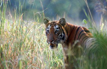 Tijgerin Madhuri met dank aan Tiger Trails Jungle Lodge
