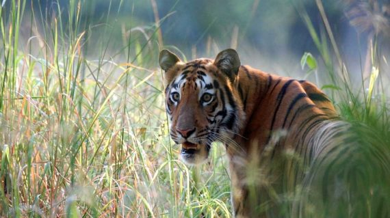 Tijgerin Madhuri met dank aan Tiger Trails Jungle Lodge