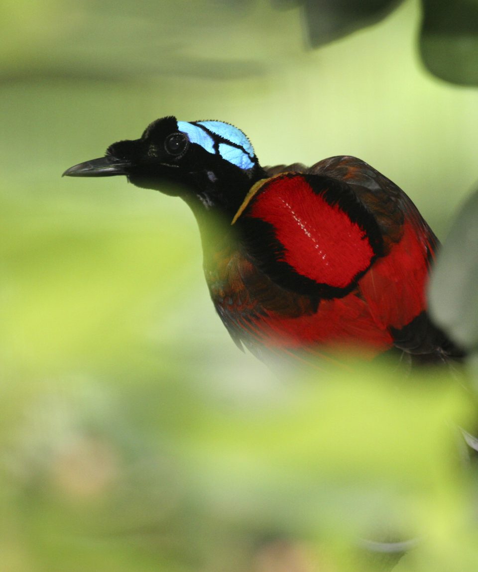 Wilsons paradijsvogel