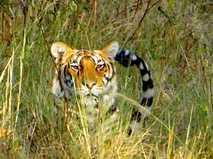 tijger, tijgersafari, Kanha NP