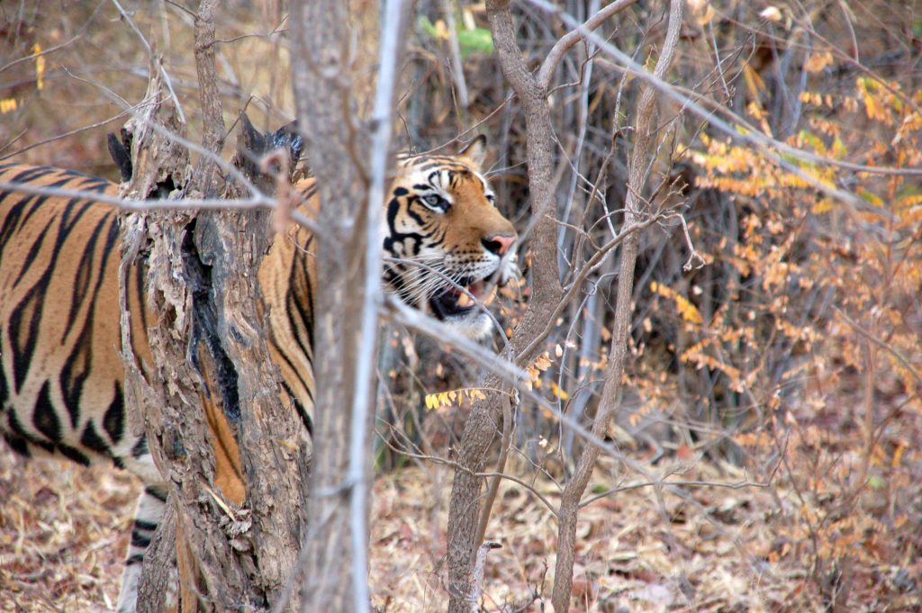 tijger, India, tijgersafari, Kanha, Bandavgarh, tadoba
