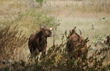 Gaur © All for Natue Travel