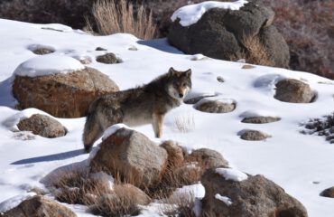 Himalayawolf  Ladakh met dank aan Dhr. Beets
