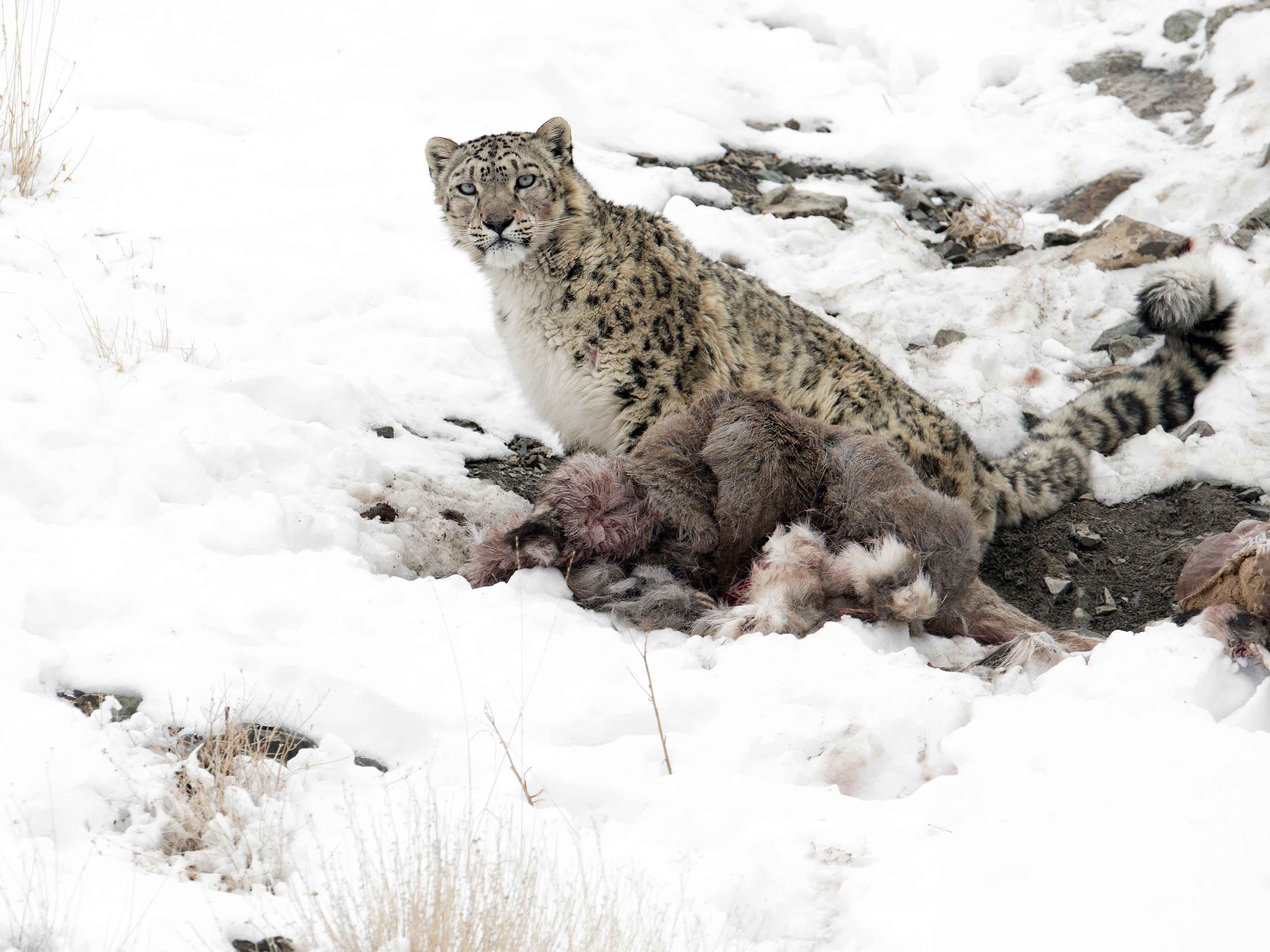 Snow Leopard Conservancy India Trust | All For Nature Travel