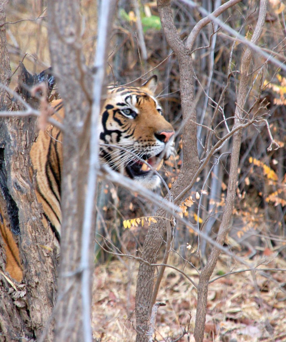 Tigers of Tadoba © All for Nature Travel