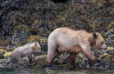 Grizzly met jong aan de kust Knight Inlet