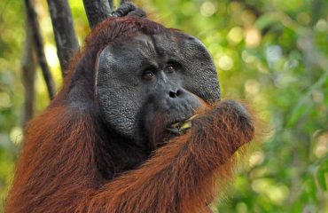 Orang-oetan mannetje Tanjung Puting ©All for Nature Travel