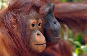 orang-oetan Tanjung Puting © All for Nature Travel