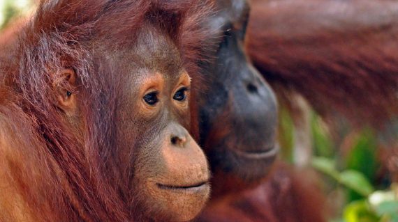 orang-oetan Tanjung Puting © All for Nature Travel