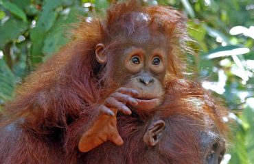 baby orang-oetan Borneo ©All for Nature Travel