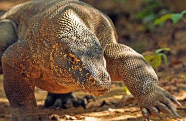 Komodovaraan © All for Nature Travel