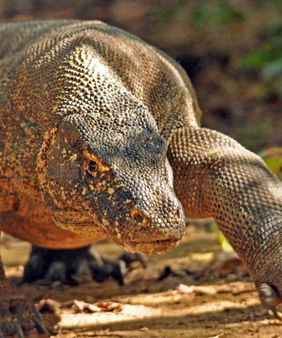 Komodovaraan © All for Nature Travel